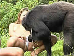 Couple Bestiality Orgy With Monkey