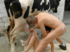 Dutch Cow Sex Orgy