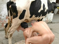 Cow Porn Photos
